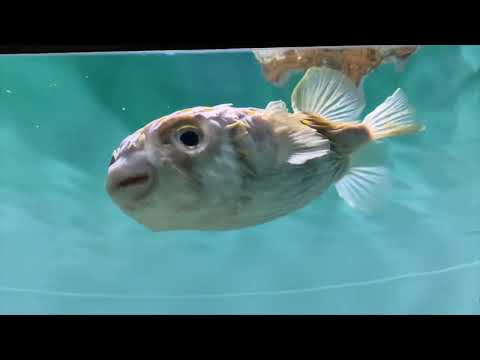 魚の泳ぎ方「サザングローブフィッシュ」：葛西臨海水族園(YouTube)