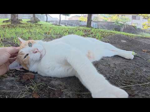 猫をモフると「極楽だニャ～」とおしゃべりしながら前脚をフミフミした(YouTube)