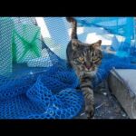 猫と一緒に漁港をお散歩したら癒しが過ぎた(YouTube)
