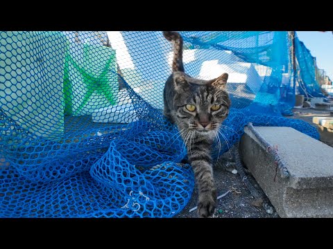 猫と一緒に漁港をお散歩したら癒しが過ぎた(YouTube)