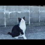 路地裏にいた猫達にちゅーるをやってきた(YouTube)