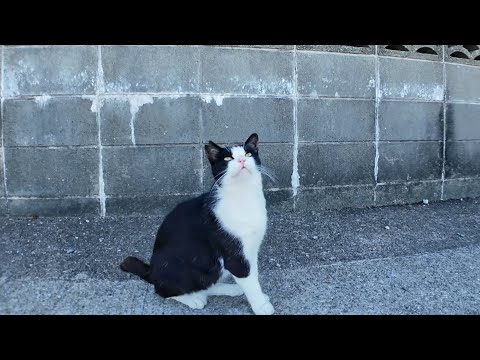 路地裏にいた猫達にちゅーるをやってきた(YouTube)