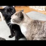 毛繕いをやめると背負い投げが…と思った時の猫が可愛すぎました(笑)(YouTube)