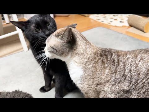 毛繕いをやめると背負い投げが…と思った時の猫が可愛すぎました(笑)(YouTube)