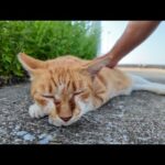 岸壁の猫ちゃんをナデナデしたらゴロゴロ大喜びで可愛すぎた(YouTube)