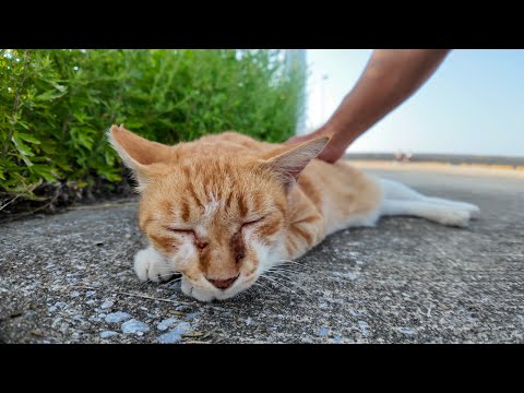 岸壁の猫ちゃんをナデナデしたらゴロゴロ大喜びで可愛すぎた(YouTube)