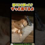 鏡越しにめちゃ睨まれてるw😂【監視猫】#猫 #cat(YouTube)