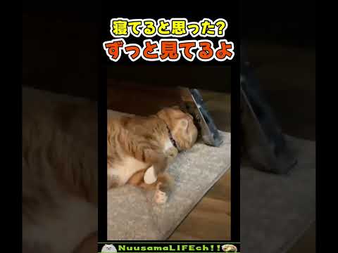 鏡越しにめちゃ睨まれてるw😂【監視猫】#猫 #cat(YouTube)