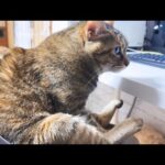 ちょっと変わった姉猫は、特別なことはしないんだけど動くと猫たちが寄ってきます(YouTube)