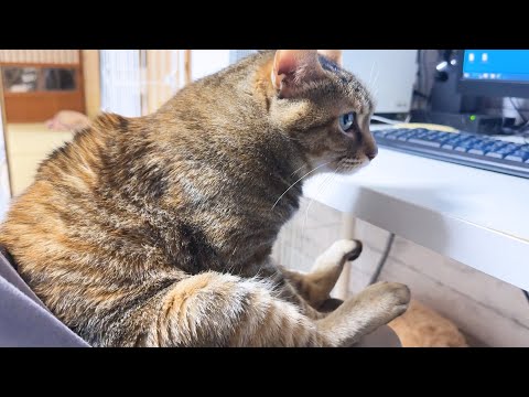 ちょっと変わった姉猫は、特別なことはしないんだけど動くと猫たちが寄ってきます(YouTube)