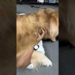 わんこに催眠術をかけようとした…が？(YouTube)