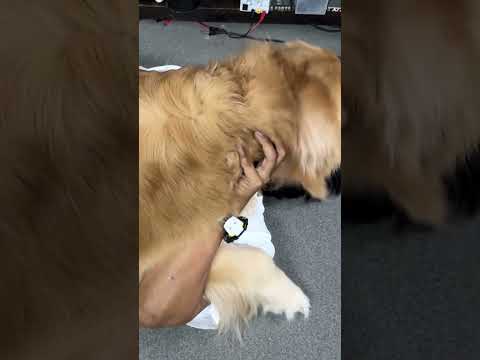 わんこに催眠術をかけようとした…が？(YouTube)