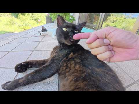 強面の黒猫ちゃんの手にエンジェルマークを発見！(YouTube)
