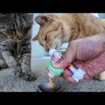 漁港の日陰で休む茶トラとキジトラ猫にちゅーるをあげたら幸せそうに食べてくれた🐾(YouTube)