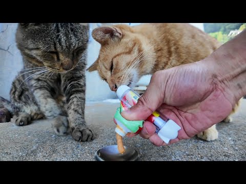 漁港の日陰で休む茶トラとキジトラ猫にちゅーるをあげたら幸せそうに食べてくれた🐾(YouTube)