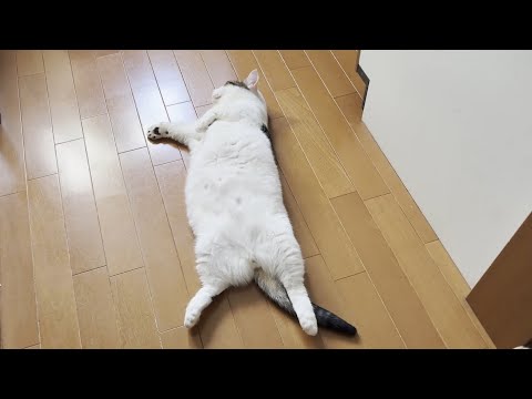 豆大福の朝のルーティン(YouTube)
