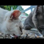 漁港のグレー猫にちゅーるをあげたら、もう1匹の猫もやってきた！(YouTube)