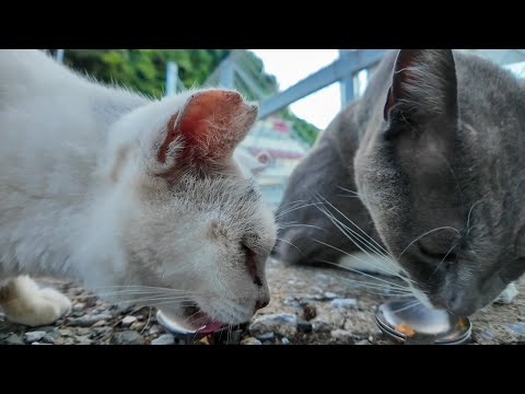 漁港のグレー猫にちゅーるをあげたら、もう1匹の猫もやってきた！(YouTube)