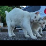 猫同士ではふれあいたいけど人間とは絶対ふれあいたくない猫(YouTube)