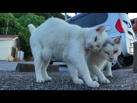 猫同士ではふれあいたいけど人間とは絶対ふれあいたくない猫(YouTube)