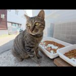 キジトラ猫が「飯を食いにいこうぜ！」と誘ってきた(YouTube)