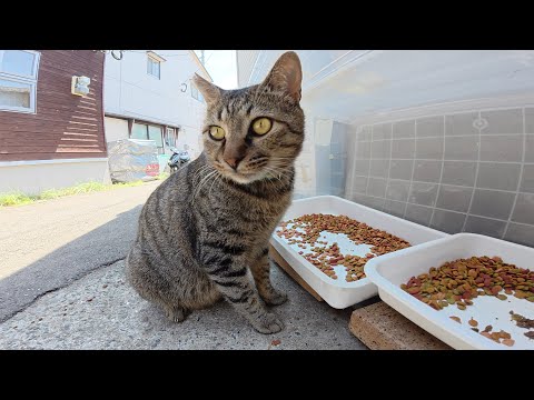 キジトラ猫が「飯を食いにいこうぜ！」と誘ってきた(YouTube)