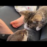 寝ているところに子猫にちょっかいだされるカワウソ An otter is messed with by a kitten while sleeping.(YouTube)