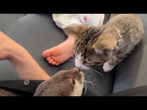 寝ているところに子猫にちょっかいだされるカワウソ An otter is messed with by a kitten while sleeping.(YouTube)