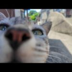 【猫まみれ天国】路地裏の日陰で休んでたら、猫たちが次々集結して隣に座ってきた件🐾☀️(YouTube)