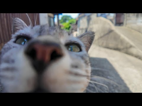 【猫まみれ天国】路地裏の日陰で休んでたら、猫たちが次々集結して隣に座ってきた件🐾☀️(YouTube)
