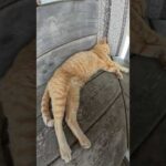 ベンチに集まって爆睡する猫達 #猫 #ねこ #cat(YouTube)