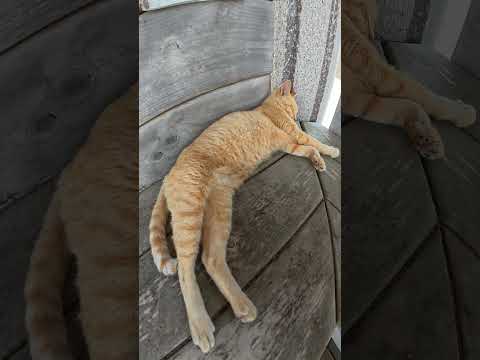 ベンチに集まって爆睡する猫達 #猫 #ねこ #cat(YouTube)