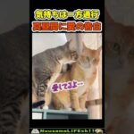 愛の告白をするも玉砕する猫😂 【フラれネコ】#猫 #cat(YouTube)
