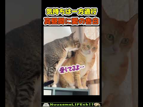 愛の告白をするも玉砕する猫😂 【フラれネコ】#猫 #cat(YouTube)