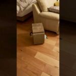 隠れたつもりがまた丸見えな猫 #cats(YouTube)