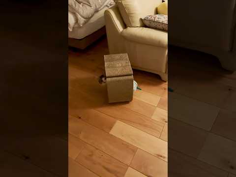 隠れたつもりがまた丸見えな猫 #cats(YouTube)