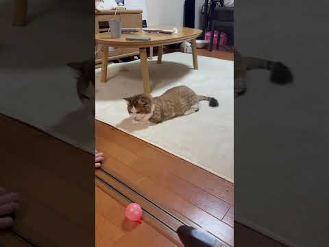 なんか知らんけど・・・スタコラサッサ(YouTube)