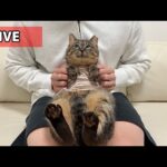 【ご報告】我が家の新入り猫について。(YouTube)