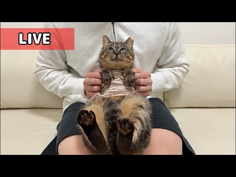 【ご報告】我が家の新入り猫について。(YouTube)