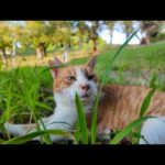 公園に行くとジョギングコース脇によく喋る猫ちゃんがいました(YouTube)