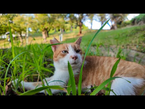 公園に行くとジョギングコース脇によく喋る猫ちゃんがいました(YouTube)