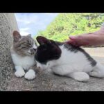 堤防の陰で涼む猫達を順番にモフっていく(YouTube)