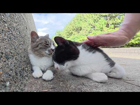 堤防の陰で涼む猫達を順番にモフっていく(YouTube)