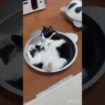 豆大福が普通に見える(YouTube)