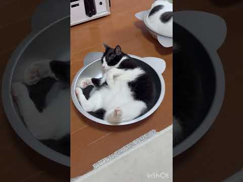 豆大福が普通に見える(YouTube)