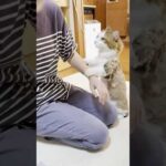 ほら見て、ガタガタに刈られてん(YouTube)