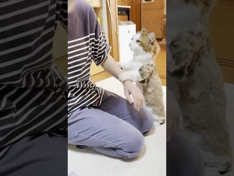 ほら見て、ガタガタに刈られてん(YouTube)