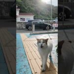 夕方のフェリー乗り場にいた“よく喋る猫”、可愛すぎてちゅーるあげたら…！(YouTube)