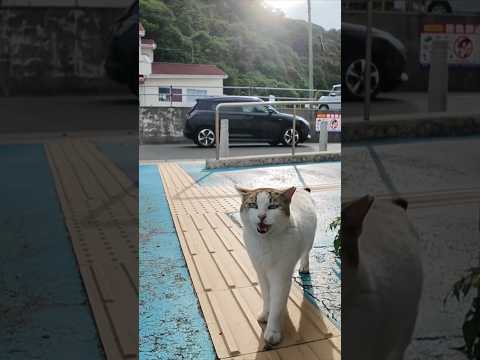 夕方のフェリー乗り場にいた“よく喋る猫”、可愛すぎてちゅーるあげたら…！(YouTube)