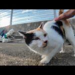漁港でハート模様の三毛猫が甘えに来たのでちゅーるをあげたら可愛すぎた！(YouTube)